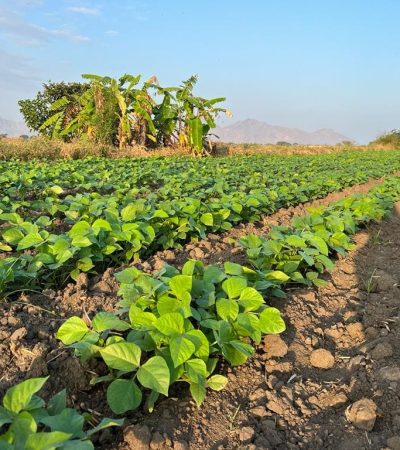 SEMBRÍO de frijol loctao